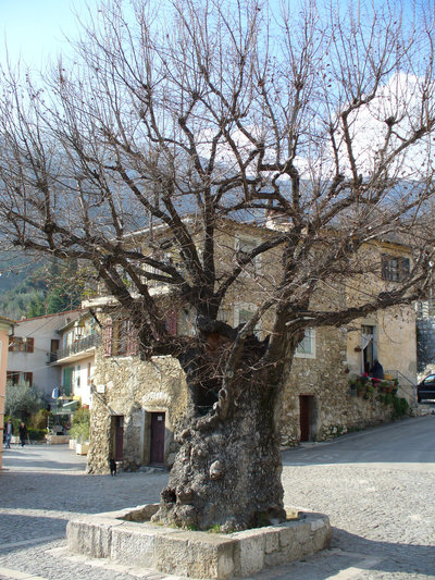 De oude iep van Gorbio (Provence-Alpes-Côte d'Azur), geplant in 1713, foto 2011, wikimedia commons.